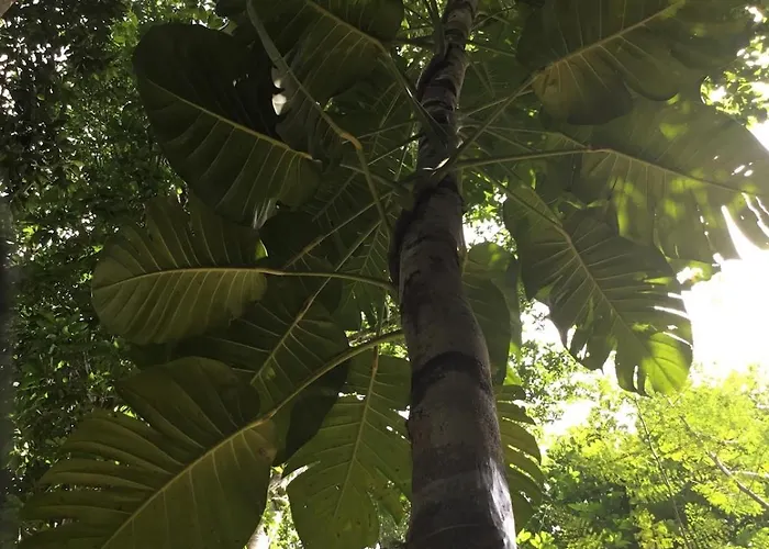 Zapote En Rancho Jaguares Jungle Retreat Camping *