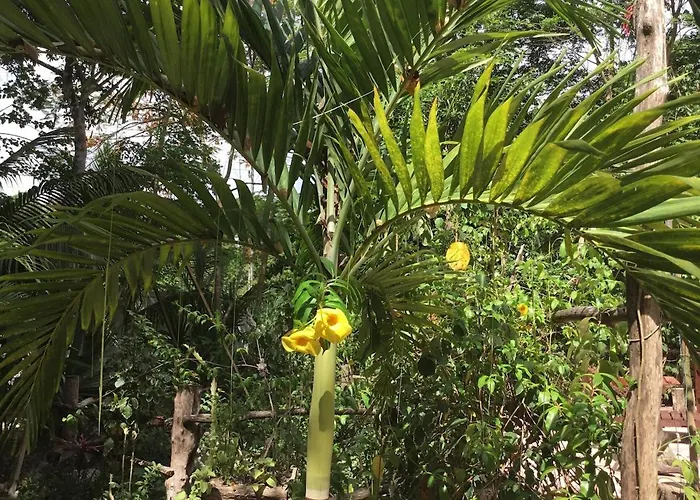 Zapote En Rancho Jaguares Jungle Retreat Tulum